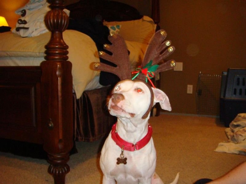 Jingle Star