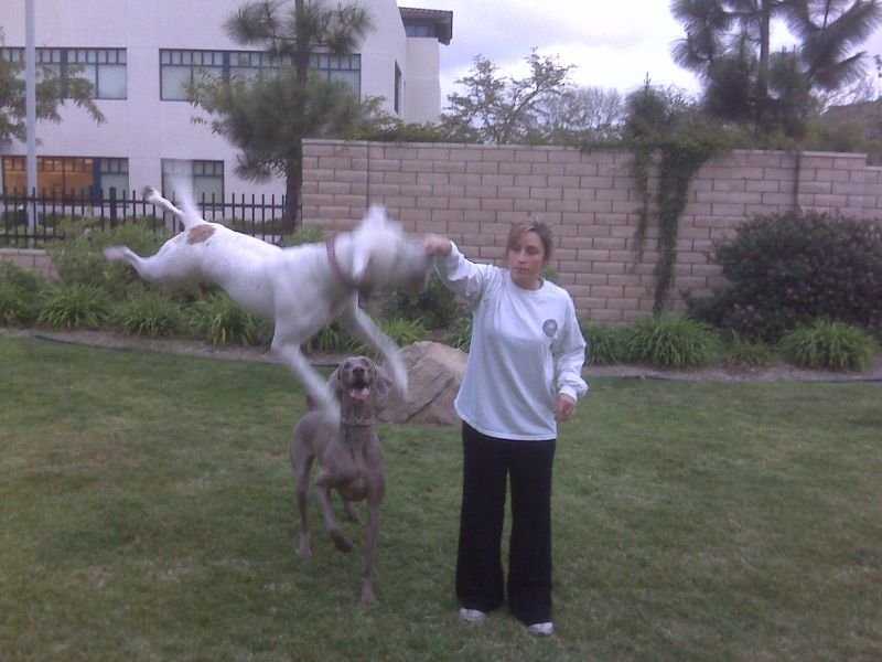 Flying Kaya