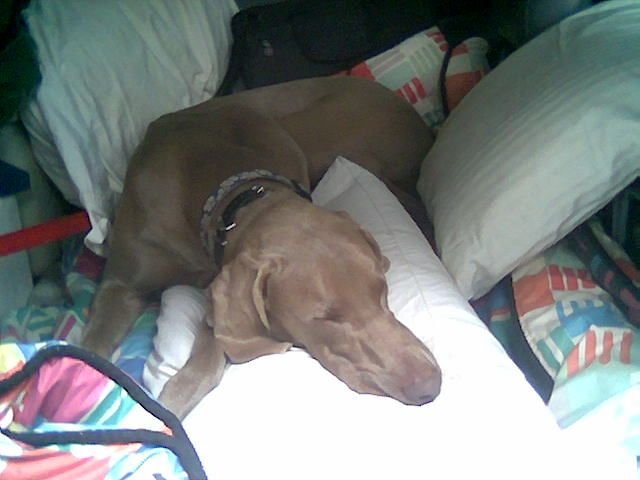 Shadow Sleeping in Jeep 1
