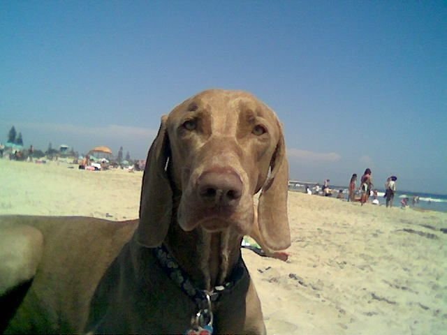 Shadow on Coronado Dog Beach