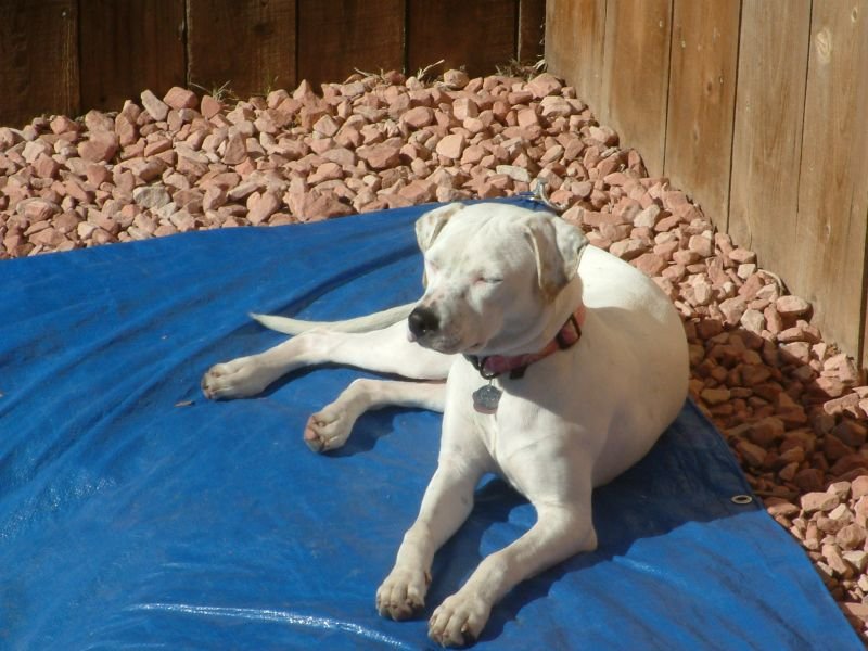 Kaya Napping in the Sun