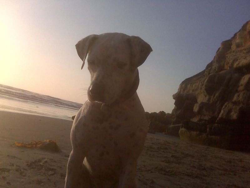 Kaya Waiting for a Ball