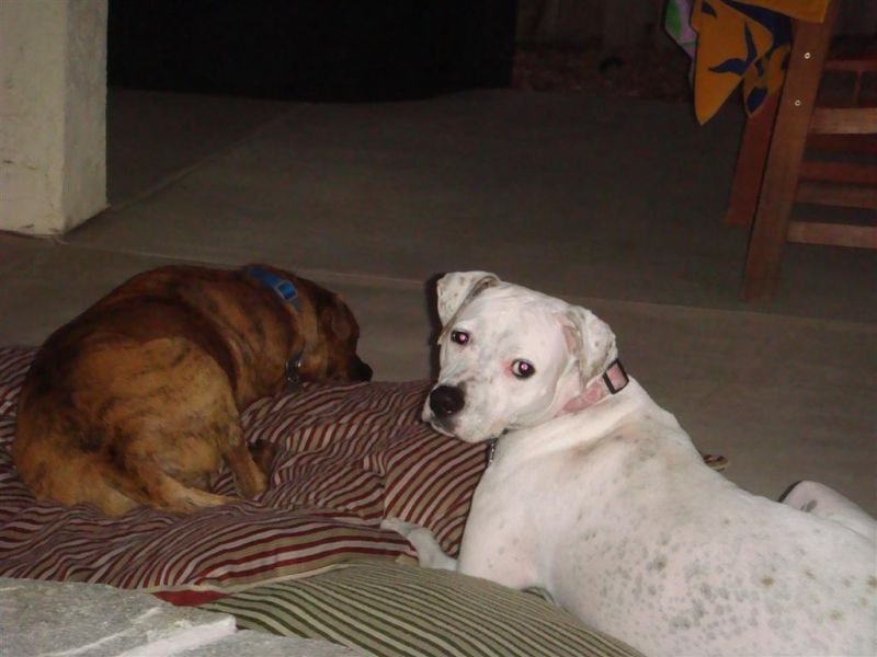 Fargo & Kaya Snoozin Outside