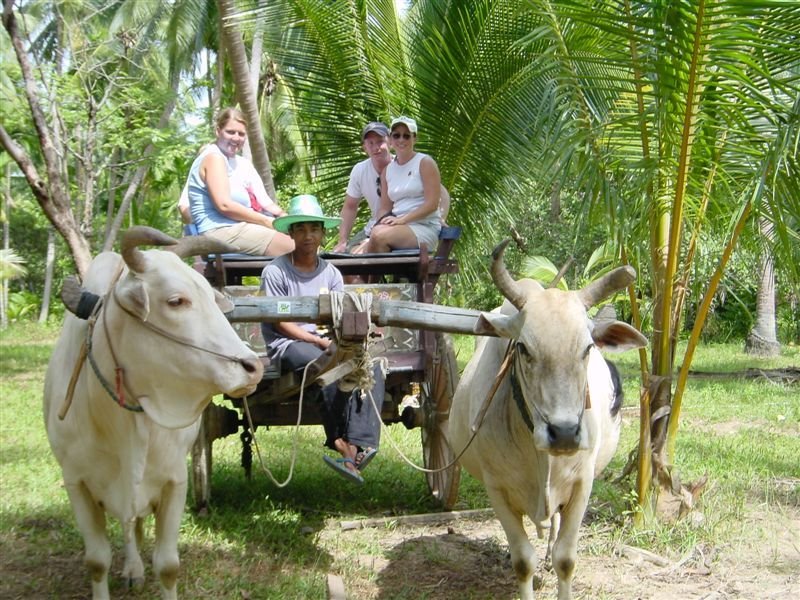 Ox Cart 

Riding