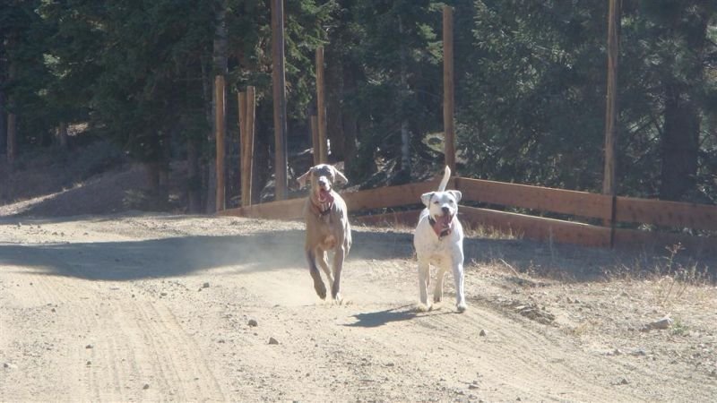 Happy Puppies