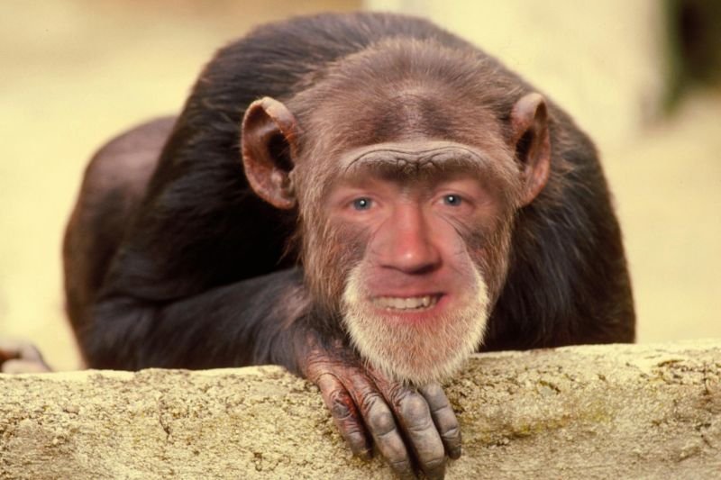 Eric - Monkey