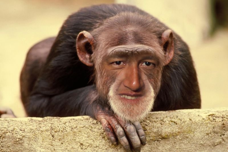 Pablo - Monkey