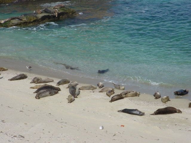 Seals in La Jolla